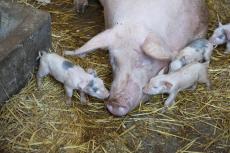 la scrofa con i suoi piccoli