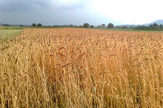 uno dei campi di grano