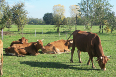 vacca rossa reggiana