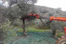scuotitura olivi